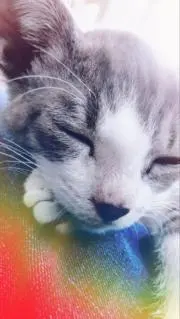 ぬこの画像