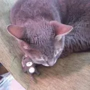 yoope