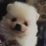 らいこの画像