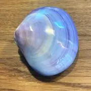 おこめの画像