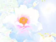 koko