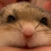 mocomi