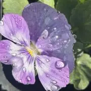 きなこもちの画像