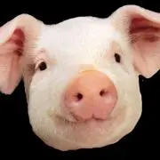 Noeの画像