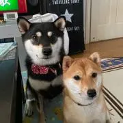 Shibainu♂