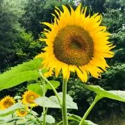 アルシャビンの画像