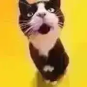 nyankoの画像