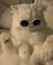 やっほの画像