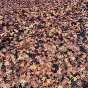 だもの画像
