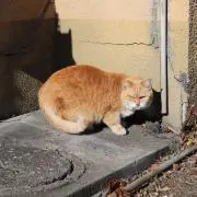 高菜
