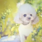 Tulipの画像