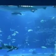 そらまめさんの画像