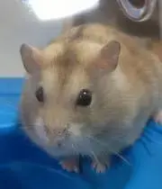 キョロ