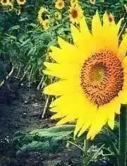 sunflowerの画像