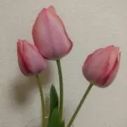 ゆゆの画像