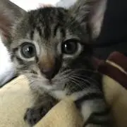 mj0009の画像