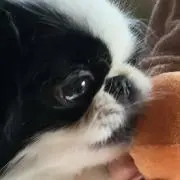 こはっち