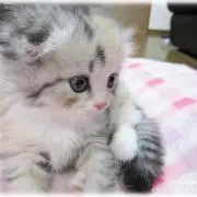 (=^. .^=)ミャー