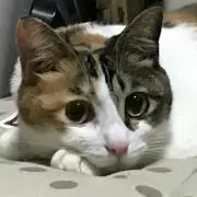 美紀