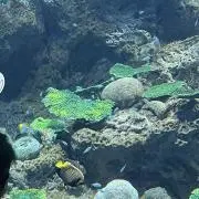 しいなの画像