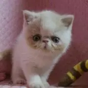 くーの画像