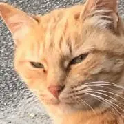 m.o.m