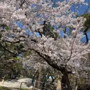 ぺこちゃんの画像