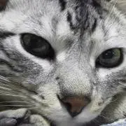 翔やん
