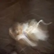 176センチです