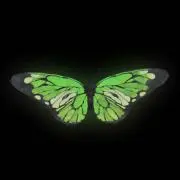 seedの画像