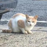 mo_fuの画像