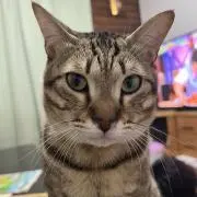 たまっぴの画像
