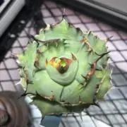 とんの画像