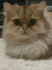 purinプリンの画像