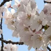 はるはる