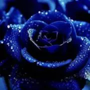 Roseの画像