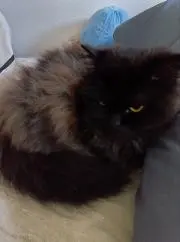 タロイモの画像