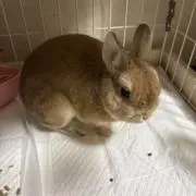 みみᕱ⑅︎ᕱ"の画像