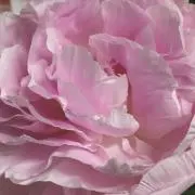 のんちゃん
