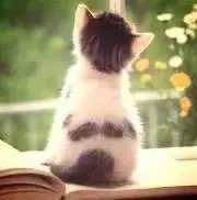 kinekoの画像