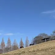 ぽんの画像