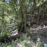 forestgreenの画像