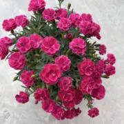 桜_kaa040508の画像