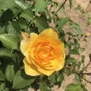 KSの画像