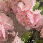 ririの画像