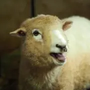 マツダの画像