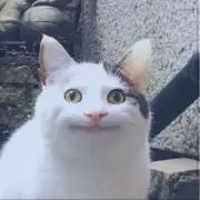 目　龍の画像