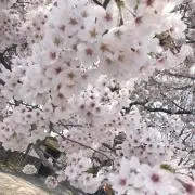 miii