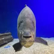 うぐい 各種依頼OKの画像