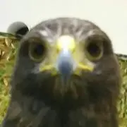 てまりんの画像